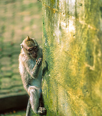 Image showing Macaque monkey on wall