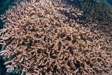 Image showing Acropora coral