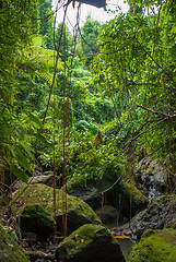 Image showing Jungle in Bali