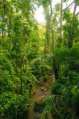 Image showing Jungle in Bali