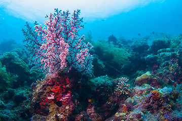 Image showing Underwater coral, fish, and plants in Bali