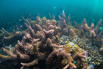 Image showing Underwater coral, fish, and plants in Bali