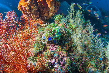 Image showing Underwater coral, fish, and plants in Bali