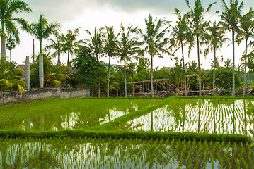 Image showing Flooded rice field