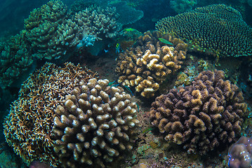 Image showing Underwater coral, fish, and plants in Bali