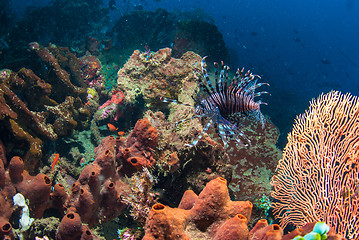 Image showing Lionfish in Bali