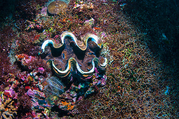 Image showing Giant clam