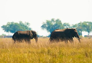 Image showing Two elephants wilking in grass