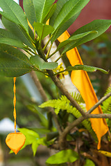 Image showing Balinese ornament