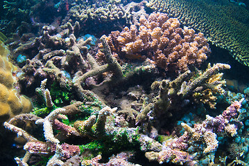 Image showing Underwater coral, fish, and plants in Bali