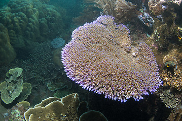 Image showing Underwater coral, fish, and plants in Bali