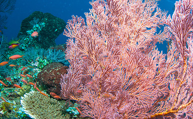 Image showing Underwater coral, fish, and plants in Bali