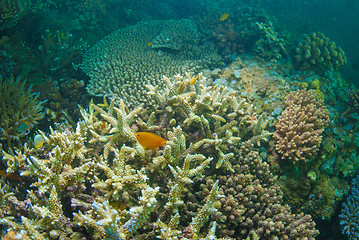 Image showing Underwater coral, fish, and plants in Bali