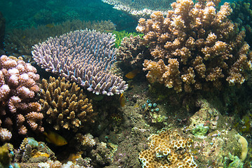 Image showing Underwater coral, fish, and plants in Bali