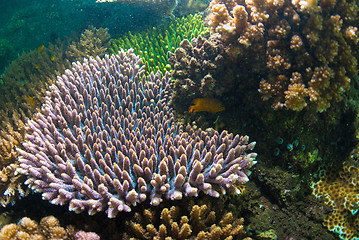 Image showing Underwater coral, fish, and plants in Bali