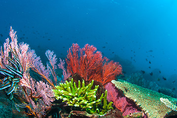 Image showing Underwater coral, fish, and plants in Bali