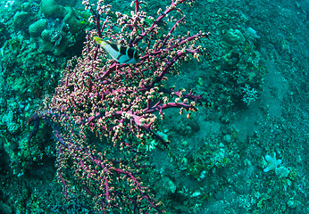 Image showing Underwater coral, fish, and plants in Bali