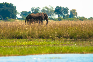 Image showing One elephant