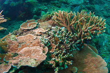 Image showing Underwater coral, fish, and plants in Bali