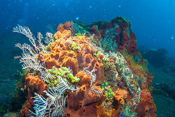 Image showing Underwater coral, fish, and plants in Bali