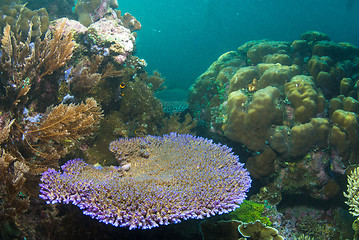 Image showing Underwater coral, fish, and plants in Bali