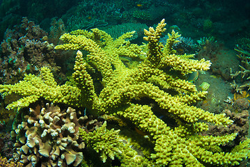 Image showing Acropora yongei coral, Bali