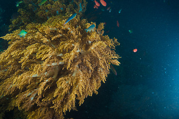 Image showing Underwater coral, fish, and plants in Bali