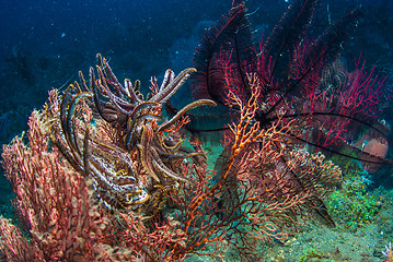 Image showing Underwater coral, fish, and plants in Bali