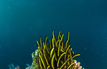 Image showing Underwater coral, fish, and plants in Bali