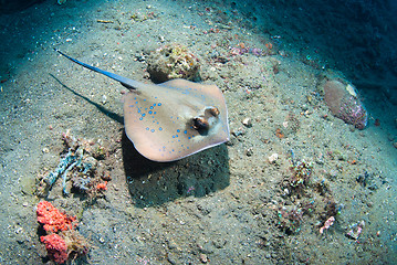 Image showing Blue spotted stingray