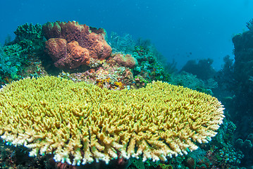 Image showing Underwater coral, fish, and plants in Bali