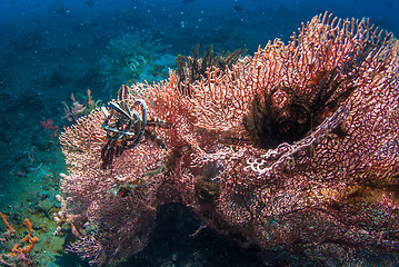 Image showing Underwater coral, fish, and plants in Bali