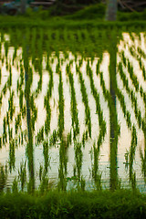 Image showing Flooded rice field