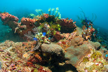 Image showing Underwater coral, fish, and plants in Bali