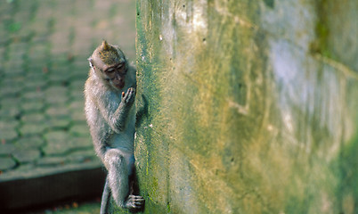 Image showing Macaque monkey on wall