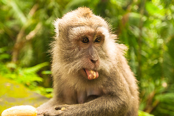 Image showing Balinese monkey with banana
