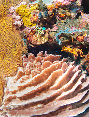 Image showing Underwater coral, fish, and plants in Bali