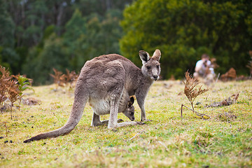 Image showing Kangaroo