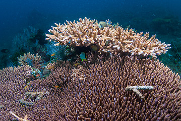 Image showing Acropora coral