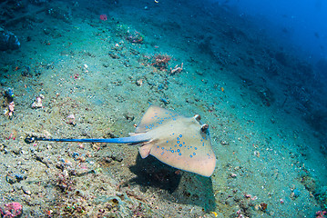 Image showing Blue spotted stingray