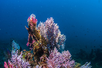 Image showing Underwater coral, fish, and plants in Bali