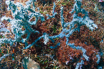 Image showing Underwater coral, fish, and plants in Bali