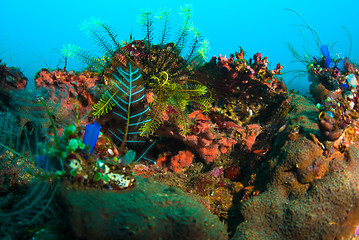 Image showing Underwater coral, fish, and plants in Bali