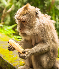 Image showing Balinese monkey with banana