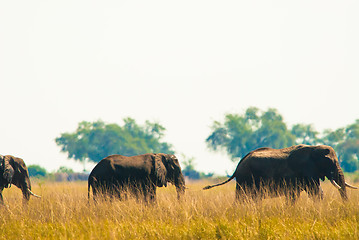 Image showing Two elephants wilking in grass