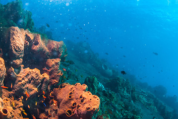 Image showing Underwater coral, fish, and plants in Bali