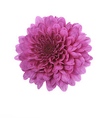 Image showing Purple Mum Flower