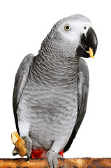 Image showing African Grey Parrot