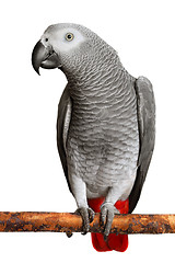 Image showing African Grey Parrot 
