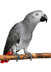 Image showing African Grey Parrot